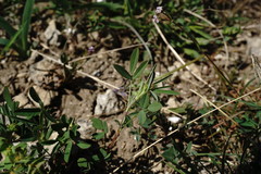 Trigonella spicata