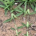 Saint Augustine Grass - Photo (c) Jamee Moulton, some rights reserved (CC BY-NC), uploaded by Jamee Moulton