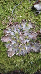 Peltigera