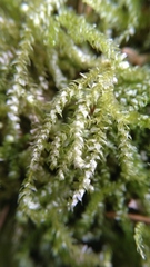 Eurhynchium angustirete