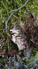 Peltigera