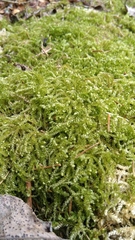 Eurhynchium angustirete