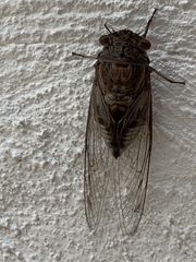 Diceroprocta digueti