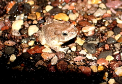 Anaxyrus microscaphus