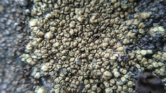 Lecanoromycetes