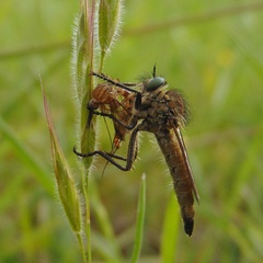 Dysmachus stylifer
