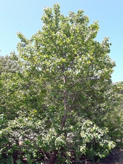 Alnus subcordata, photograph (c) Emad Tahaei, some rights reserved (CC BY)