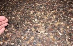 Anaxyrus microscaphus