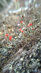 Cladonia