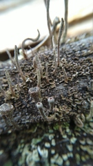Cladonia