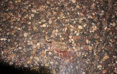 Anaxyrus microscaphus