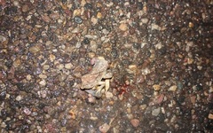 Anaxyrus microscaphus