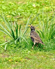 Sturnus vulgaris