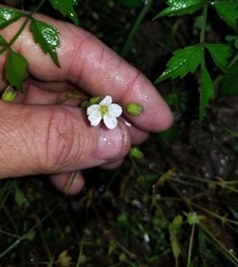 Mononeuria nuttallii