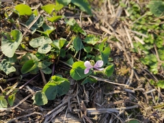 Viola arcuata