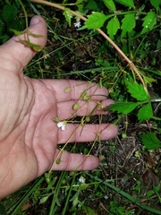 Mononeuria nuttallii