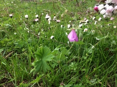 Geranium asphodeloides