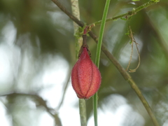 Passiflora cisnana