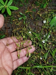 Mononeuria nuttallii