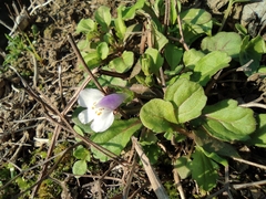 Mazus miquelii