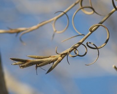 Tillandsia intermedia