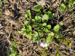Mazus miquelii