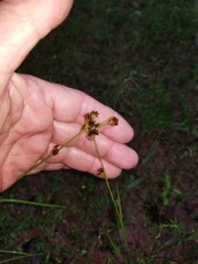 Rhynchospora globularis