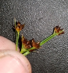 Rhynchospora globularis