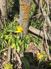 Tulipa sylvestris australis