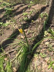 Tulipa sylvestris australis