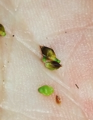 Rhynchospora globularis