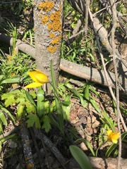 Tulipa sylvestris australis