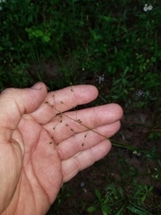 Dichanthelium neuranthum