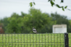 Lanius ludovicianus