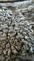 Lecanoromycetes