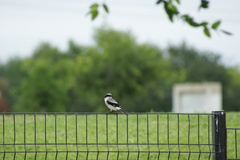 Lanius ludovicianus