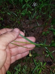 Dichanthelium neuranthum