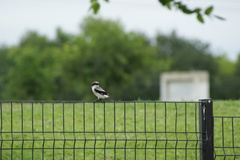 Lanius ludovicianus