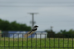 Lanius ludovicianus
