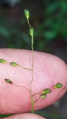 Dichanthelium neuranthum