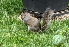 Sciurus carolinensis