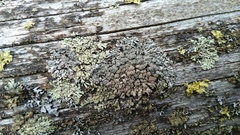Lecanoromycetes