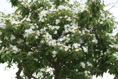 Cordia boissieri