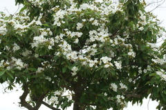 Cordia boissieri