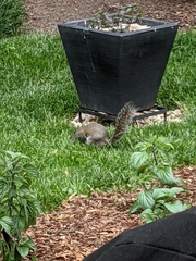 Sciurus carolinensis