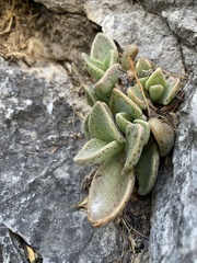 Lenophyllum guttatum