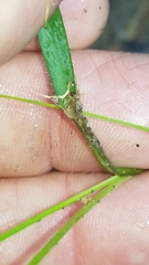 Dichanthelium neuranthum