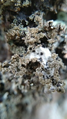 Lecanoromycetes