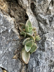 Lenophyllum guttatum