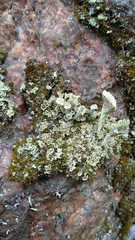 Cladonia